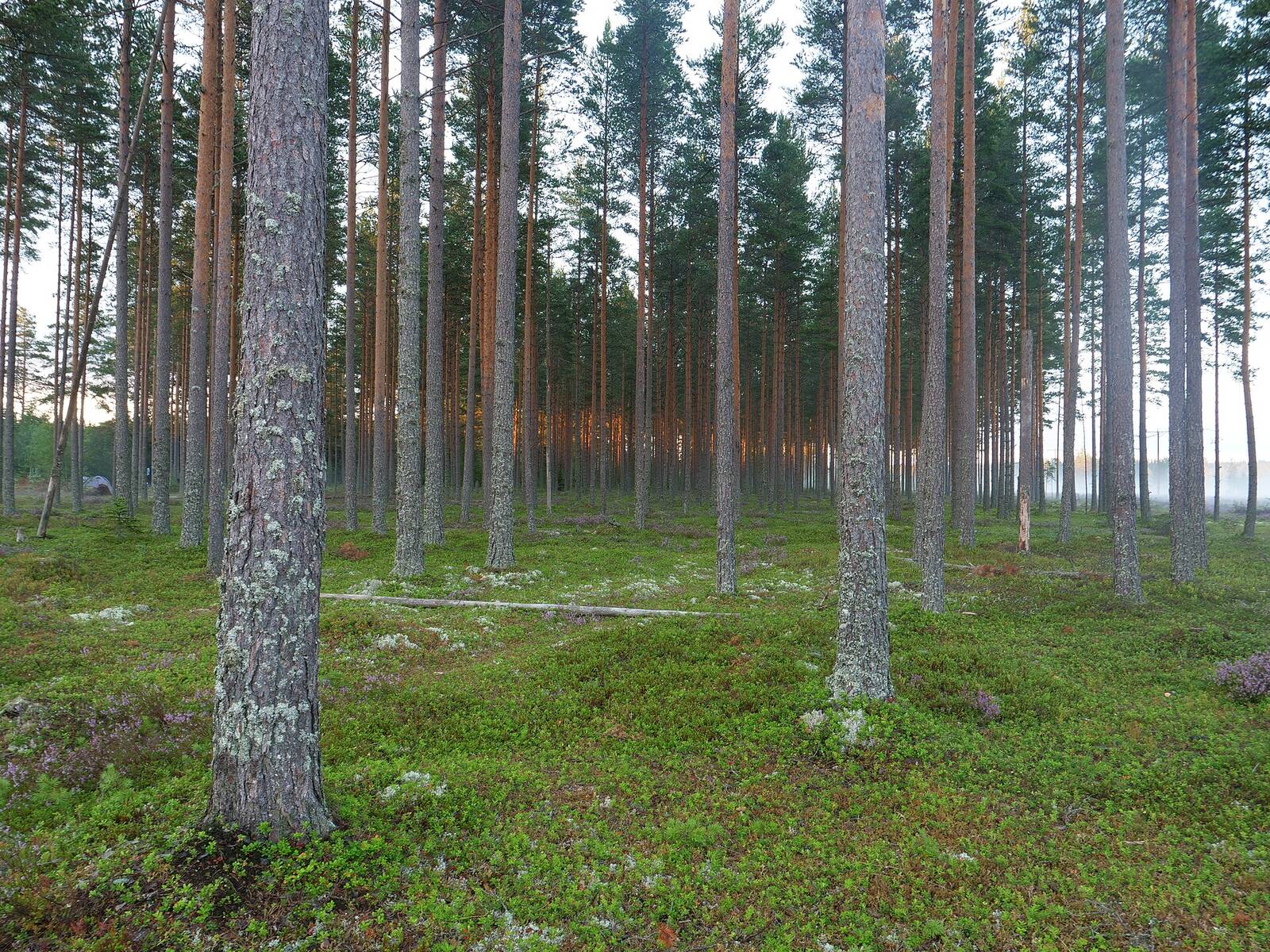 Tallskog med mossa och lavar i morgonljus.